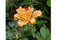  The new species of Japanese lily Lilium pacificum