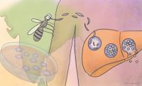 iCeMS hasegawa malaria india