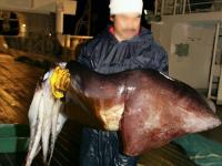 Humboldt squid size