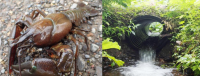 crayfish