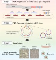 Reverse genetics for SARS-CoV-2 by the CPER method.
