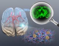 the optical clearing process of a brain tissue to visualize the 3D vascular network in fluorescence imaging