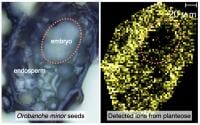 Figure 1. Mass Imaging.
