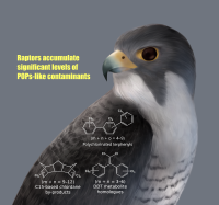 Accumulation of POPs-like contaminants in raptors