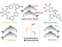 Relationship between OHC levels and transcriptome profiles in salmon collected from three areas of the Baltic Sea