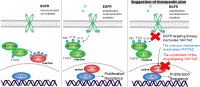 Schematic of mechanistic mechanism by which EGFR activates YAP/TAZ 