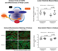 Ninjin’yoeito breaks vicious circle in COPD patients by improving muscle complications