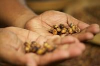 luwak coffee