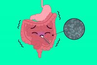 Clostridium perfringens spore formation in the intestines