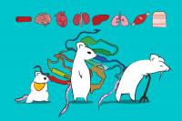 Examining protein changes at the molecular level in mice.