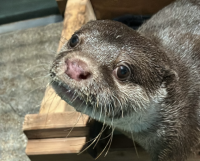 Asian small-clawed otter (Aonyx cinereus)