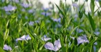Flax