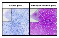 Regenerated meniscus stained with toluidine blue, using an Achilles tendon graft.