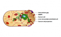 Cancer cell infiltrates the liver through intracellular gaps in LSECs