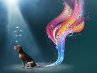 Generating canine induced pluripotent stem cells (iPSCs) without using feeder cells  
