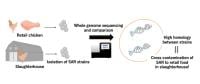 Staphylococcus argenteus in slaughterhouses and retail foods