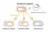 The transfer of pathogenic genes between not only same bacterial species but also different species