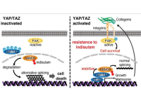 The resistance mechanism of indisulam by YAP/TAZ activation