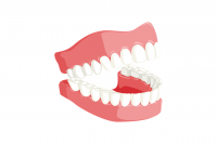The maintenance of a healthy balance of microorganisms in the mouth helps protect against infections. 