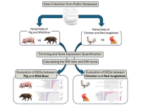 transcriptome meta-analysis workflow-pig and wild boar-chicken and red junglefowl