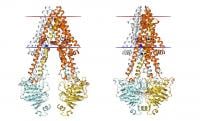 iCeMS Ueda ABCB1